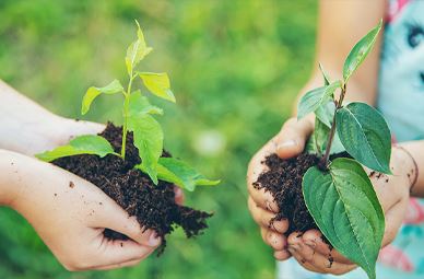 People holding small plants in soil