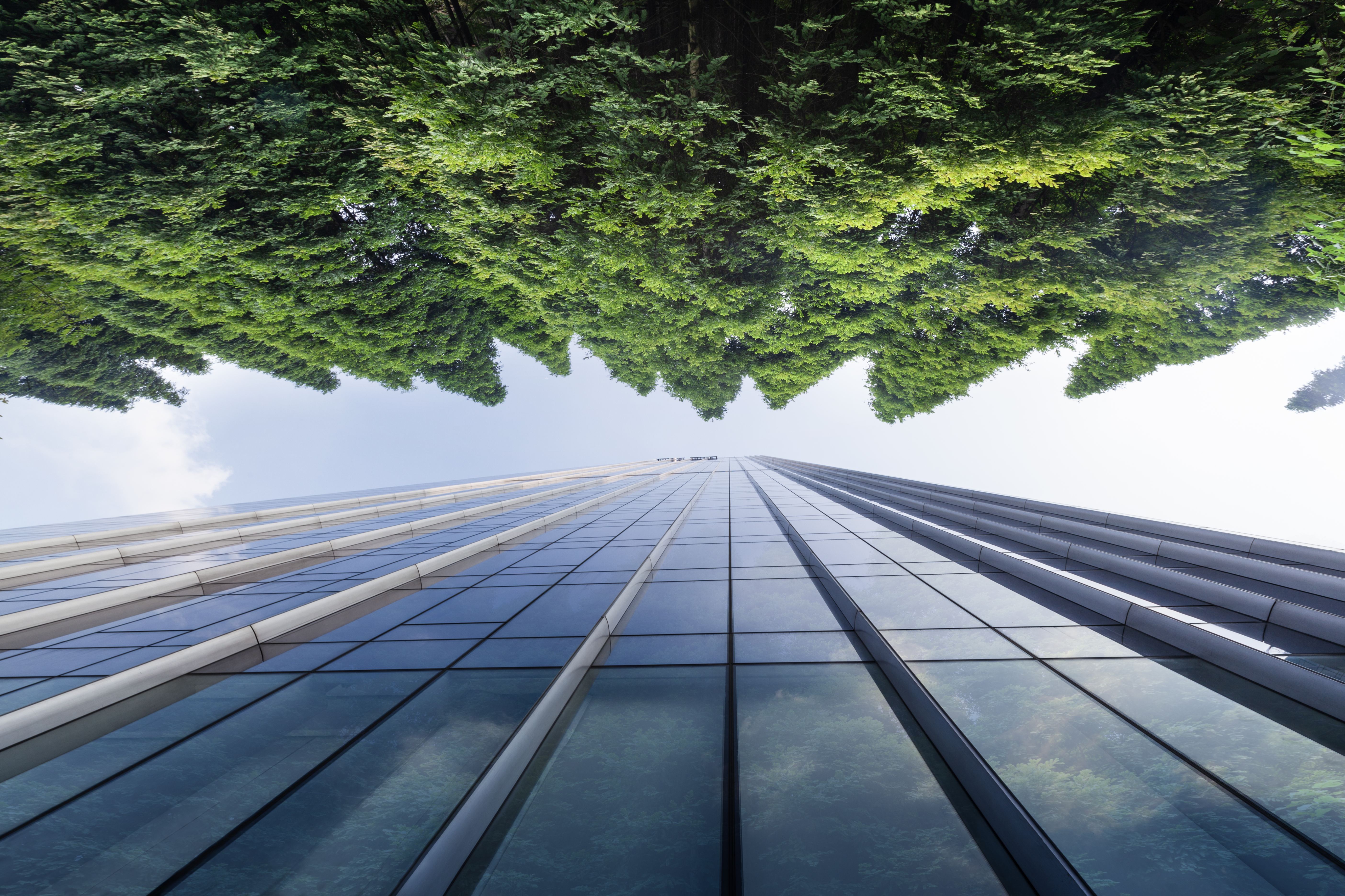 Upwards angle of trees and building reaching to sky