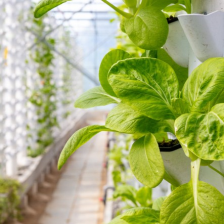 Hydroponics and Your Building