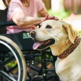 New Rulings on Assistance Animals - Webinar Image